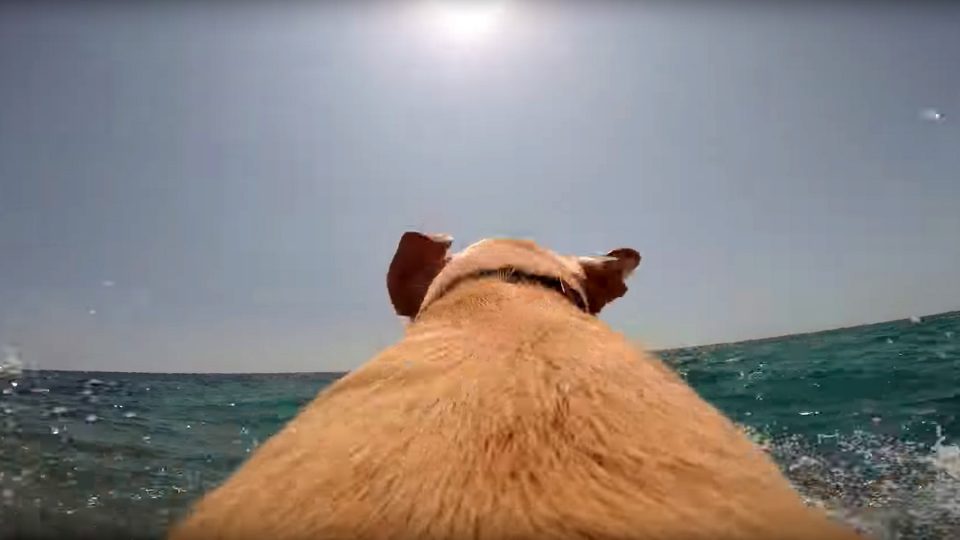 walter labrador go pro swimming HERO