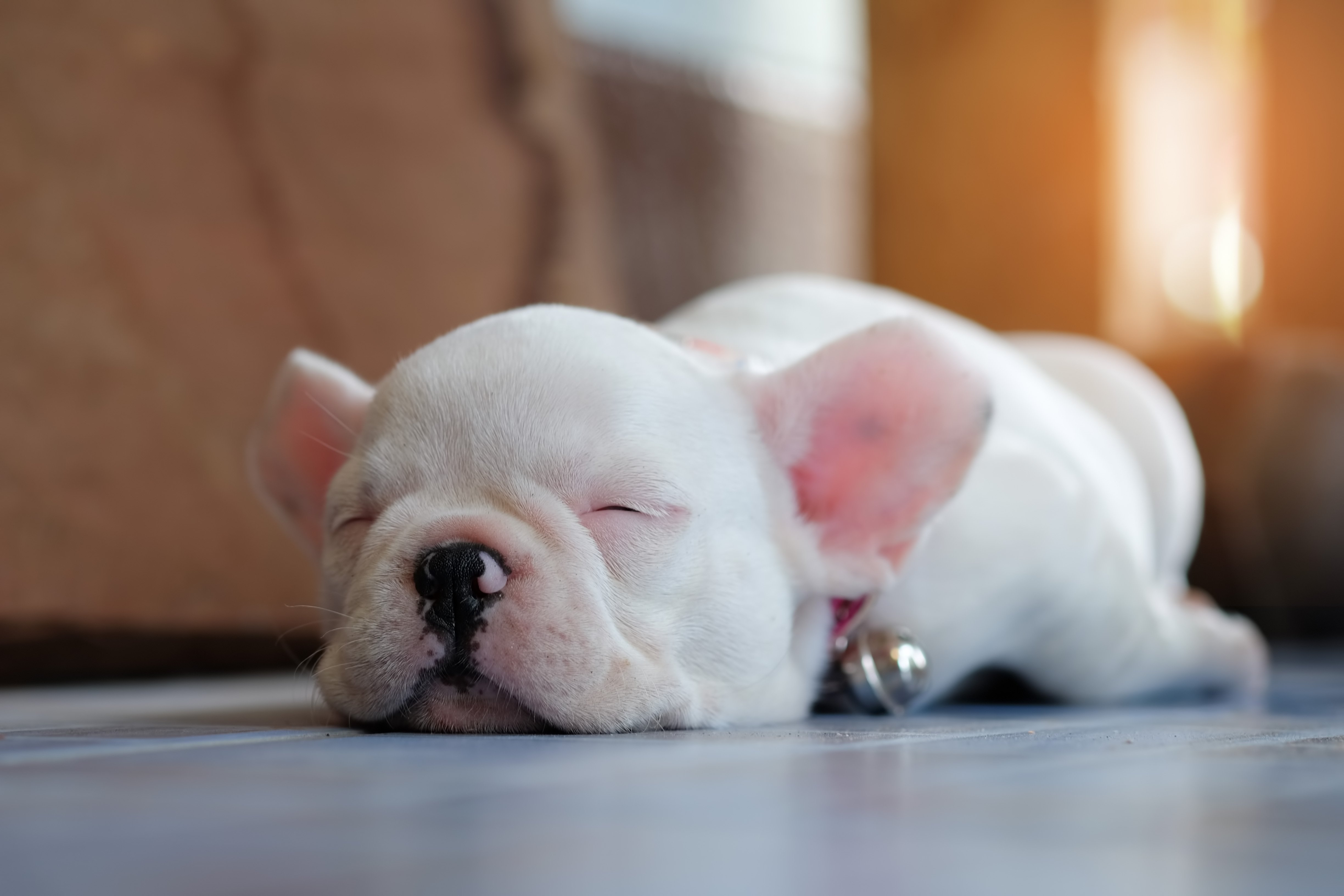 Chubby French Bulldog Puppies