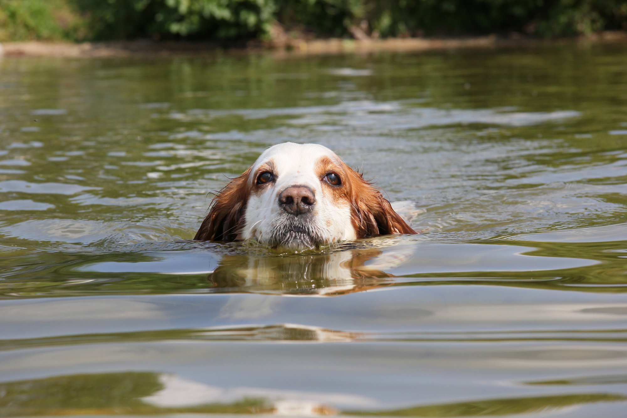 How Cold Is Too Cold for Dogs to Swim? The Dog People by