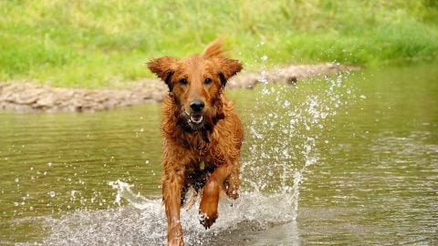 A dog happily runs in a river