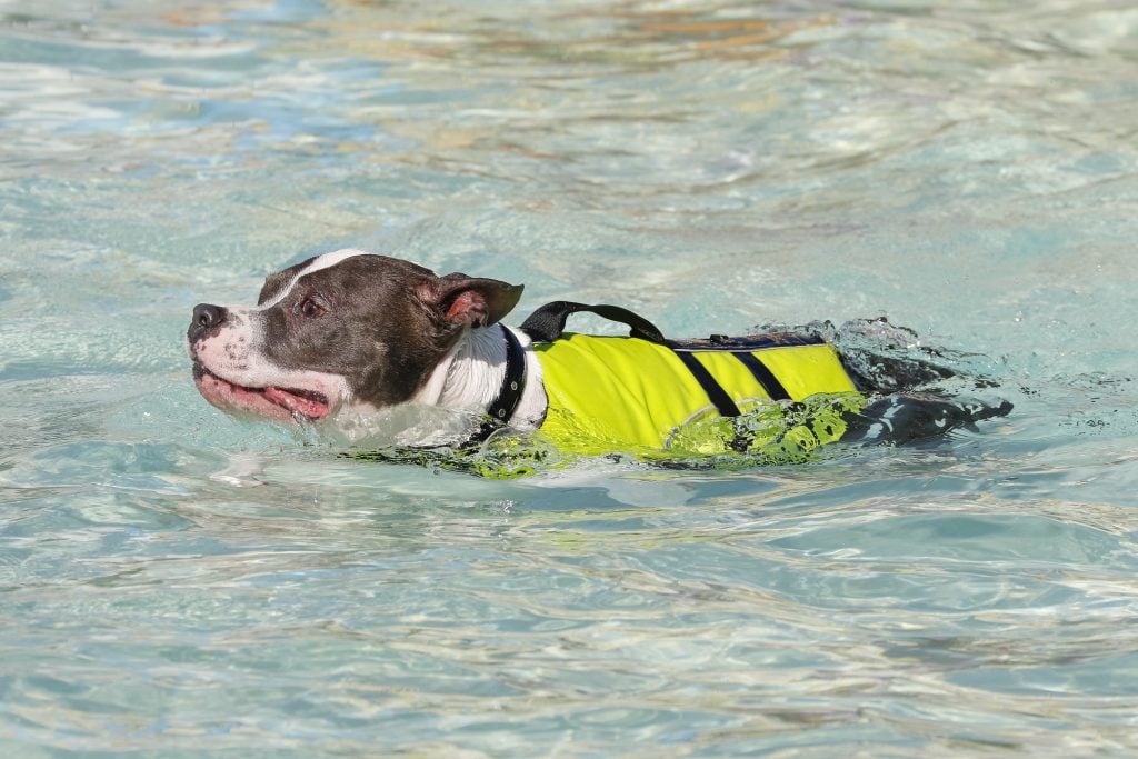 A dog swims, wearing a life vest with a handle.