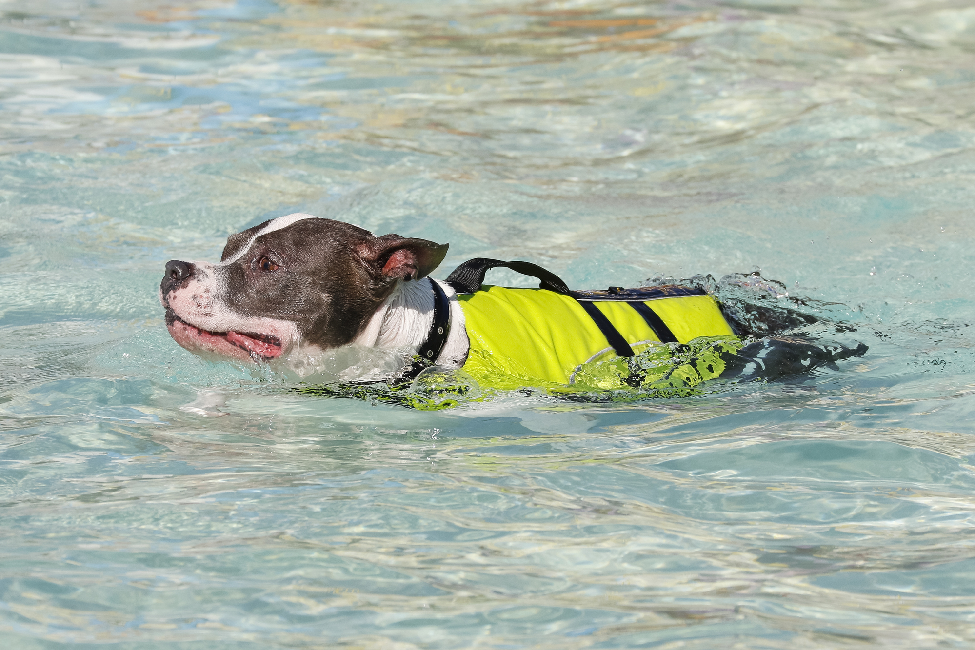 How Cold Is Too Cold for Dogs to Swim? The Dog People by