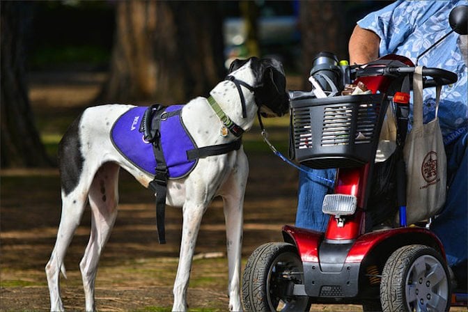 The Difference Between Service Dogs and Emotional Support Animals