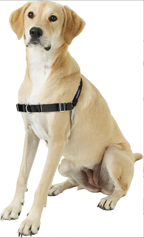 puppy training harness