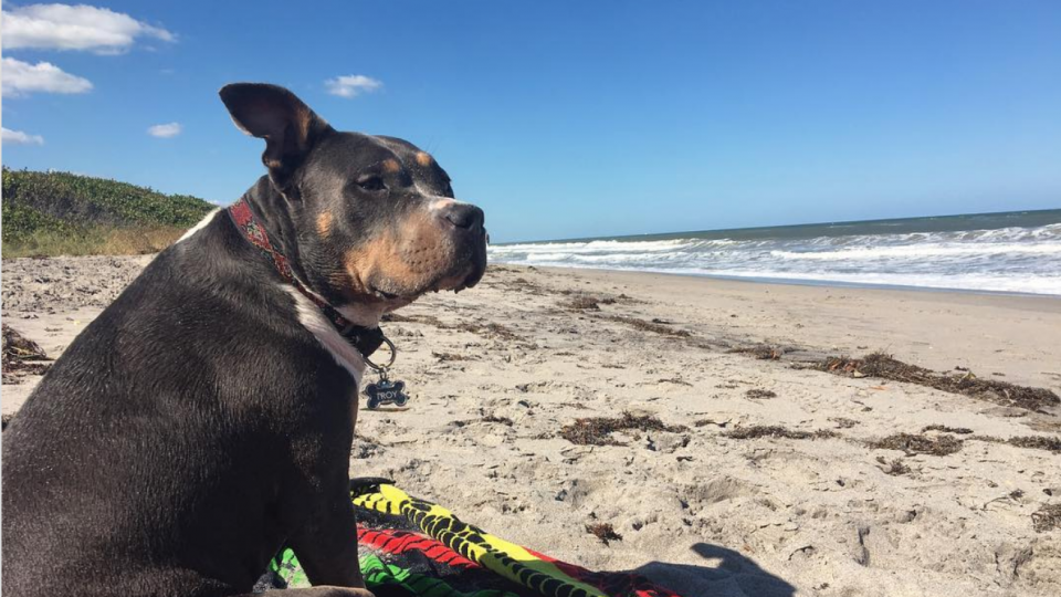 dog friendly beaches in west palm beaches