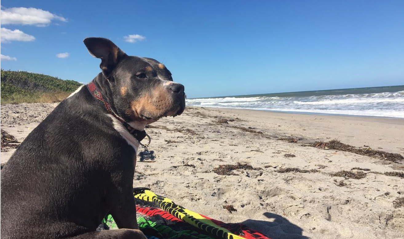 Are Dogs Allowed On Palm Beach