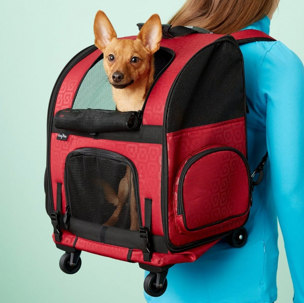 dog travel jetstar