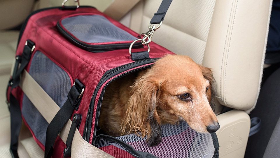 8 Best Dog Travel Crates Airline Approved and Car Dog Crates