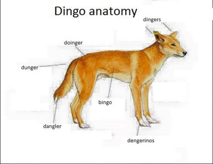 dingo anatomy meme