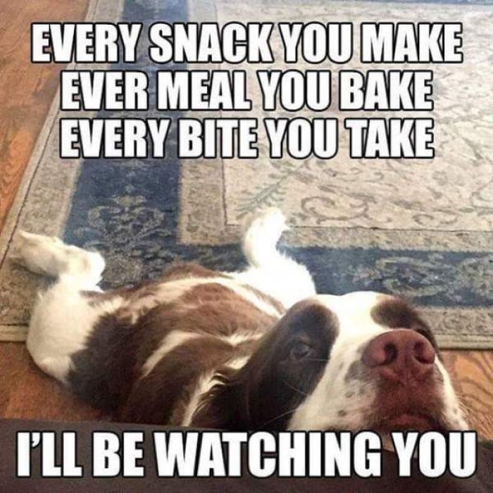 dog meme every-snack-you-make-every-meal-you-bake-every-bite-you-take-ill-be-watching-you