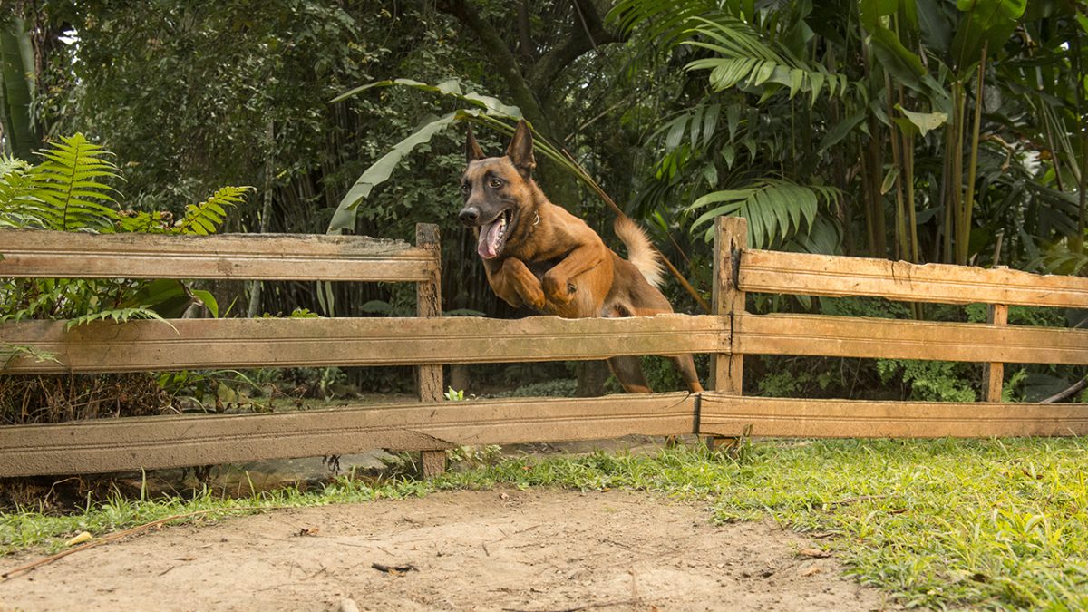 dogagilitytraining-1200x675.jpg