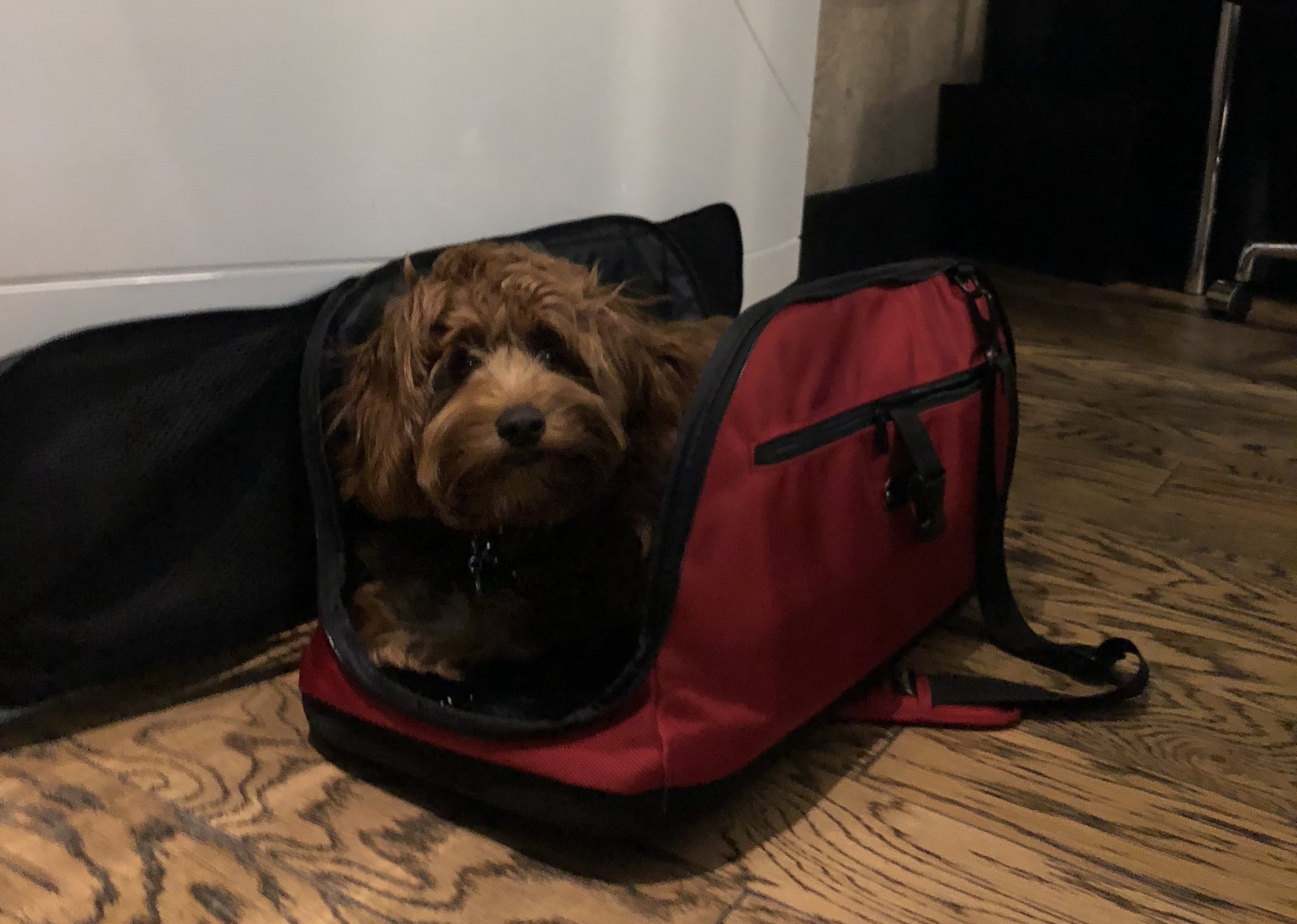 Flying With a Dog Taking A Dog on a Plane Should You Do It?