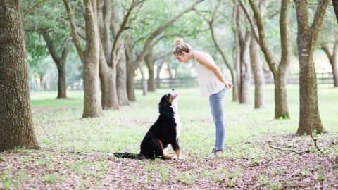 A woman bends down, smiling, towards her large dog, training to not jump up.