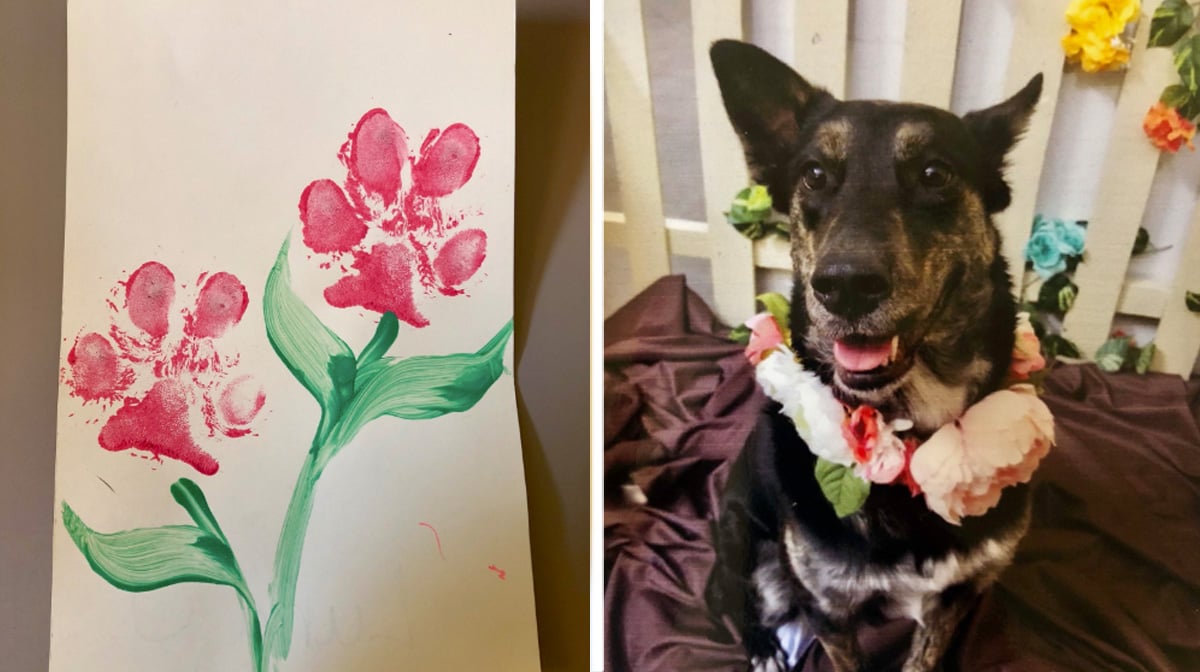 Dog Comes Home From Daycare With Heartwarming Mother S Day Card