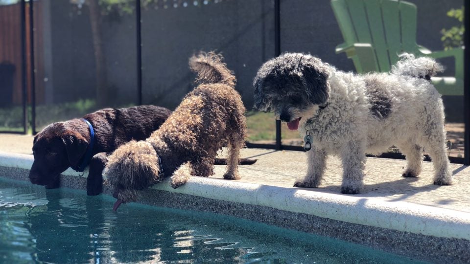 pool safety for dogs