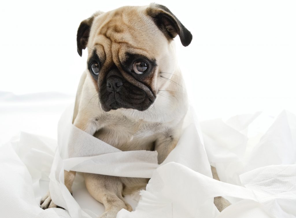 How to Train a Dog to Pee on Command Cues for Smart Potty Training