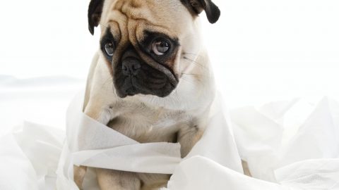 A pug puppy looks guilty, surrounded by unraveled toilet paper.