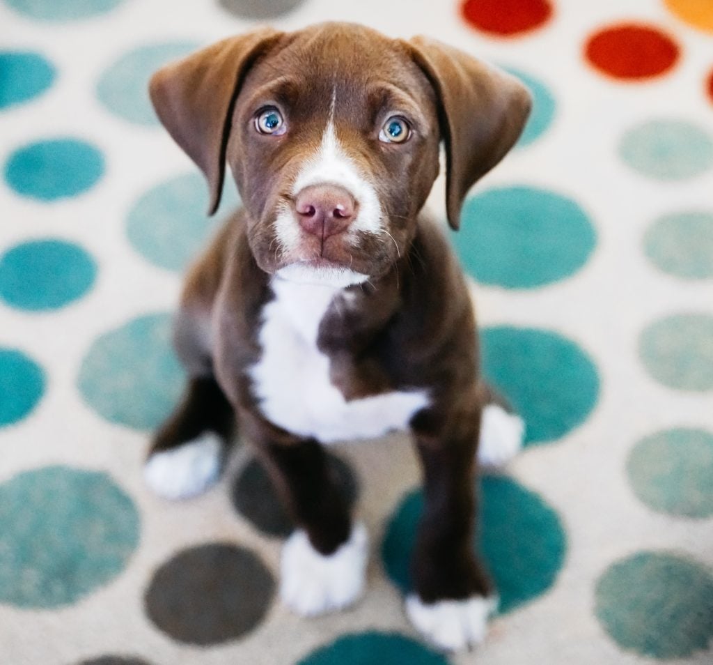 A puppy sits attentively on the carpet.