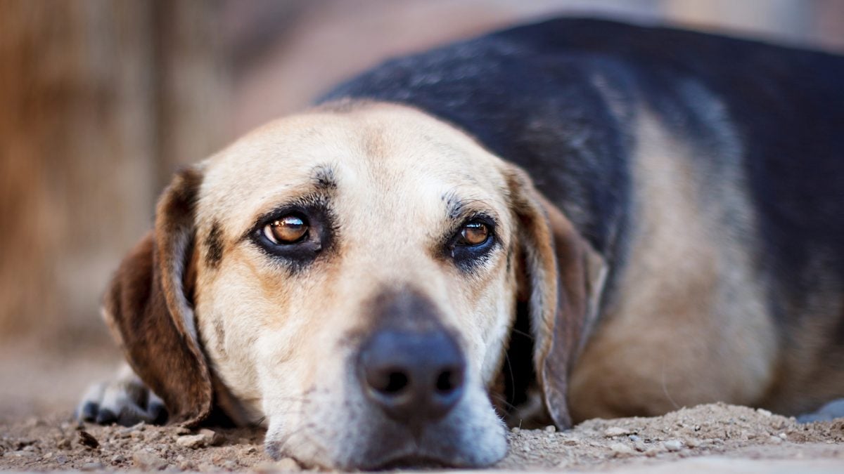 Why Do Dogs Dig? Why Dogs Dig at Blankets, Carpet and in the Yard