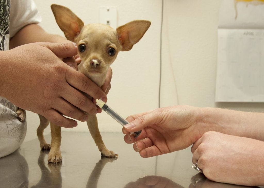 An anxious Chihuahua receives a shot in a vet clinic.