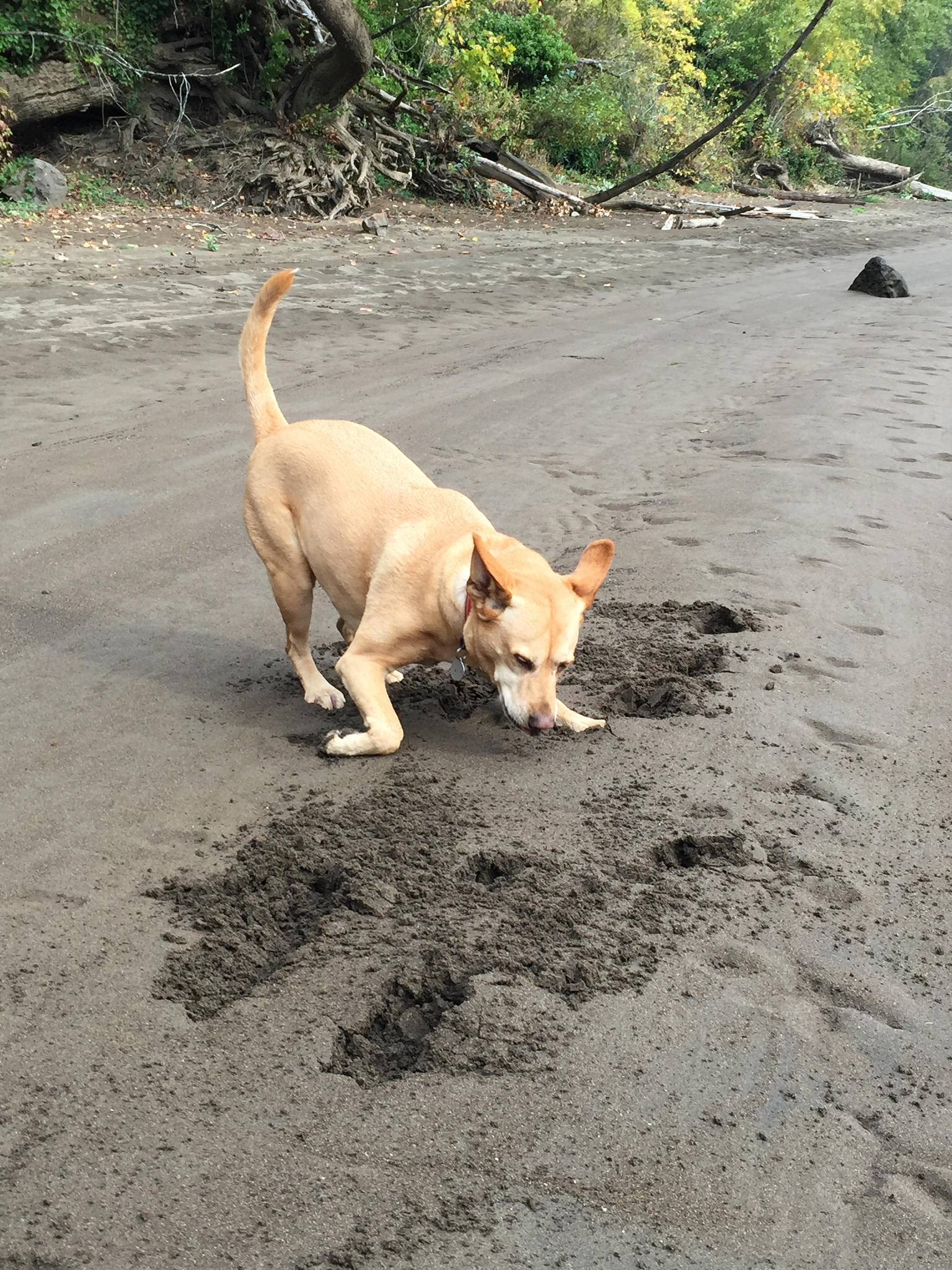 Why Do Dogs Dig? Why Dogs Dig at Blankets, Carpet and in the Yard