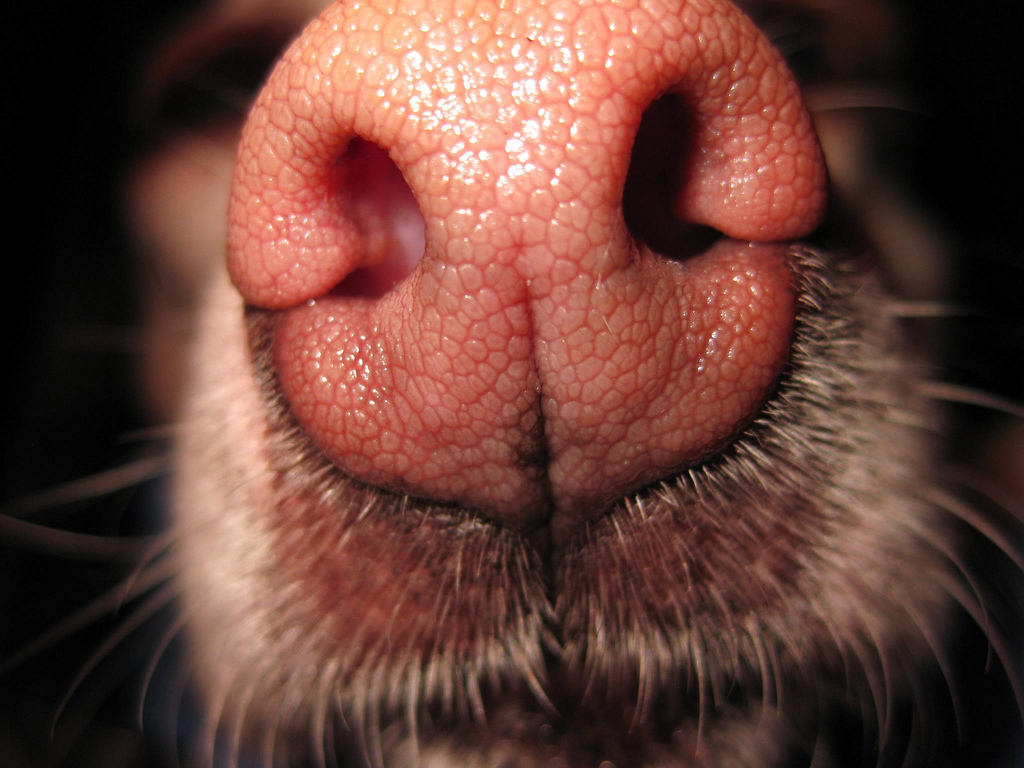 How Dogs Can Smell When You’re Leaving—and How to Make It Easier on