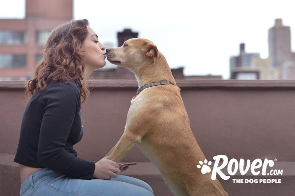 10 Great Jobs for Dog Lovers in 2020 | The Dog People by 