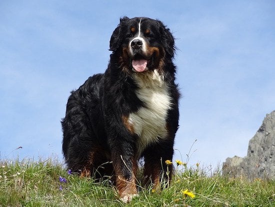 bernese mountain dog long hair dogs