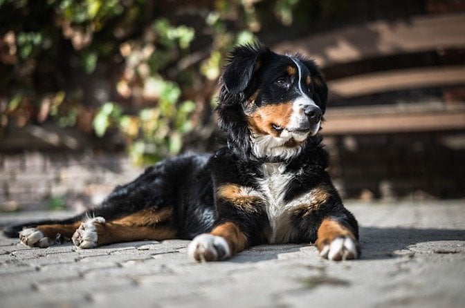 bernese mountain dog greater swiss mountain dog
