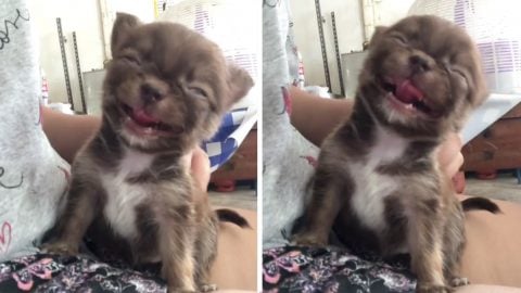 Cutest chihuhua puppy smiling for scritches HERO