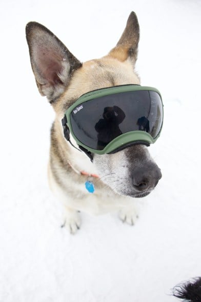 German Shepard wearing single lens Rex Specs dog goggles with black lens green frame