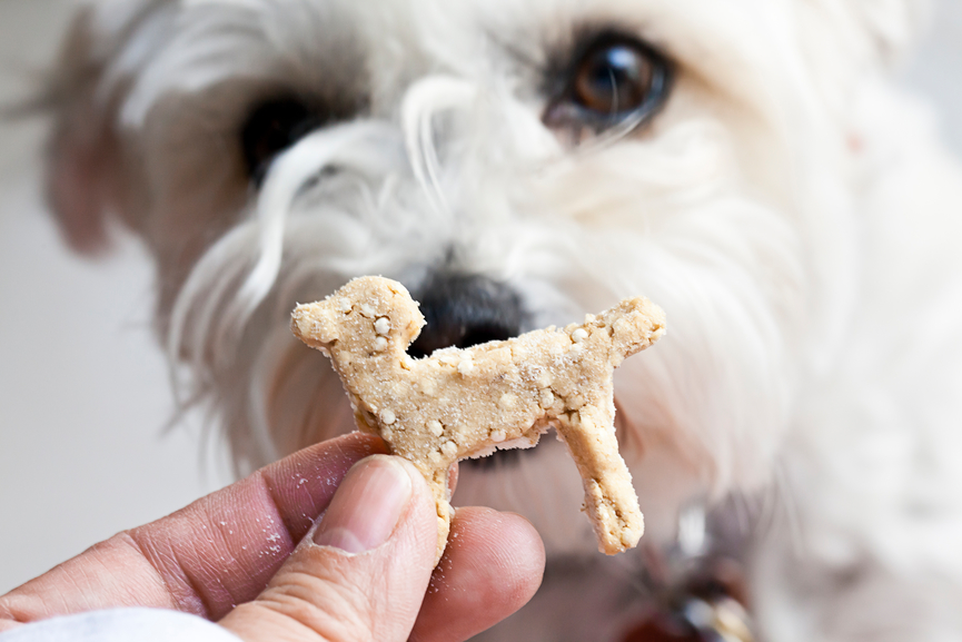 dog waiting for homemade treat cookie