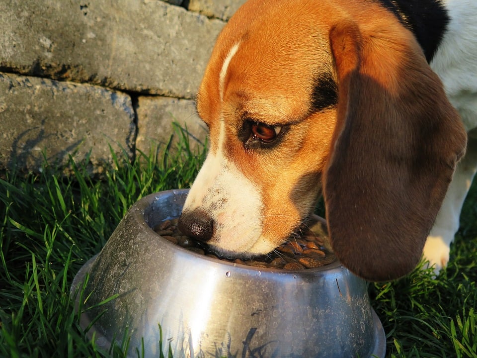 A beagle eats kibble dog food out of a bowl.