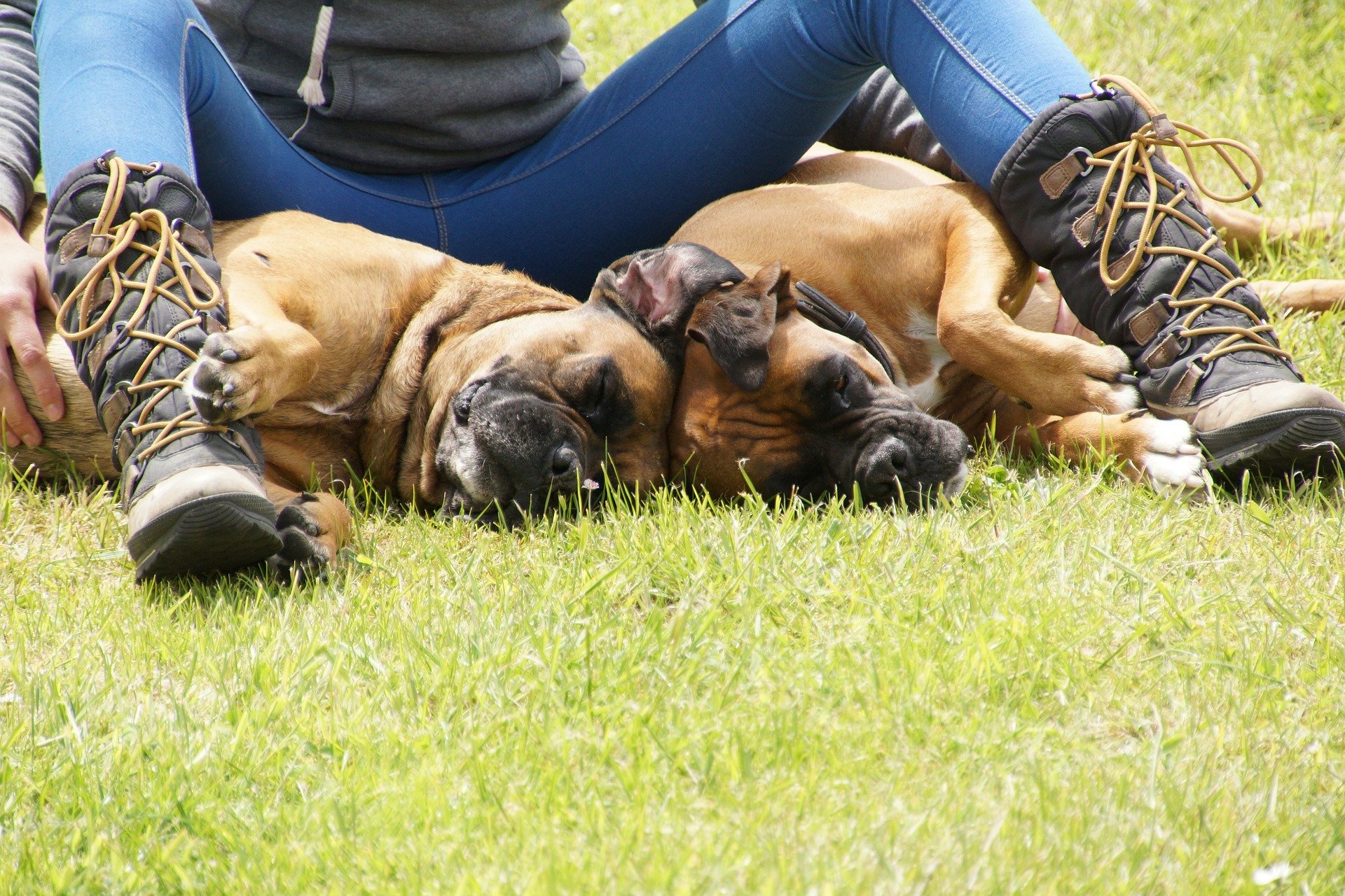 The 10 Snuggliest Dog Breeds Ever The Dog People by