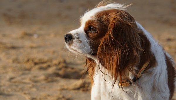 Dog Friendly Beaches Santa Barbara Dog Friendly Beaches Santa Barbara