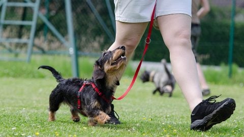 A dachshund smiles up at their trainer.