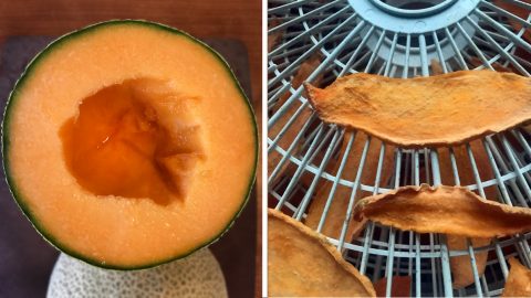 dehydrated cantaloupe treats for dogs HERO