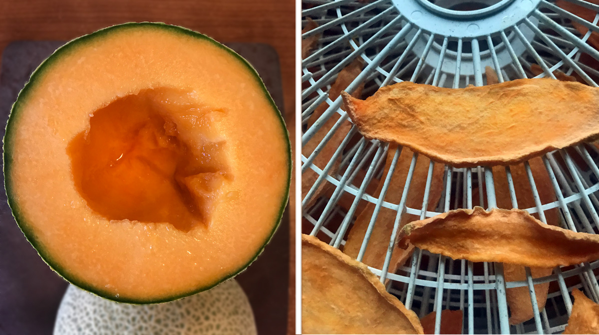 Dehydrated Cantaloupe Chews for Dogs Are an Easy Summer Treat The Dog
