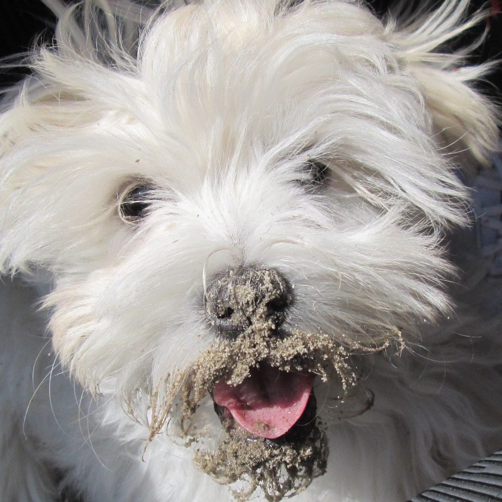 dog digging with sand on face white terrier