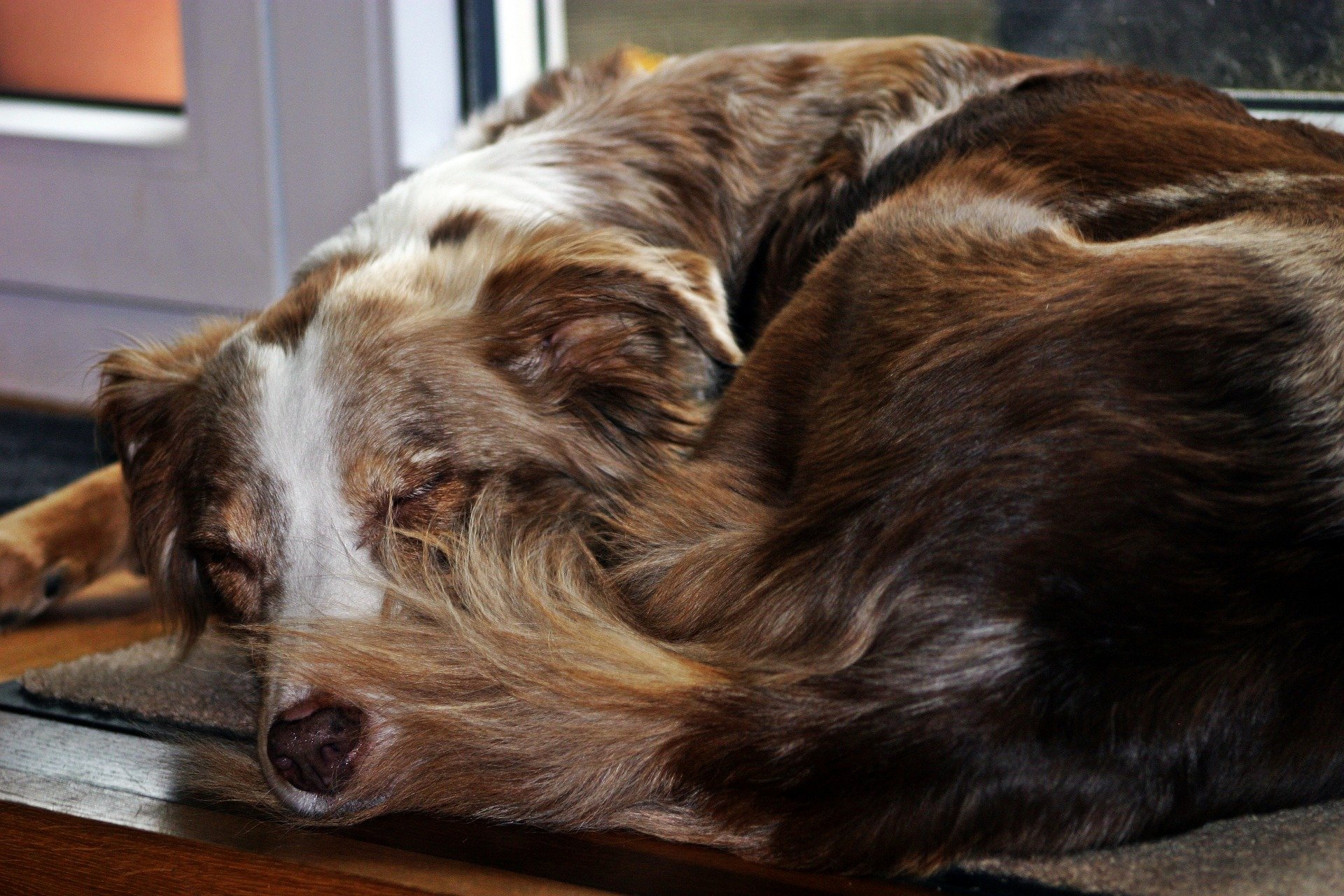 This May Be the Reason Your Dog Sleeps Curled Up The Dog People by