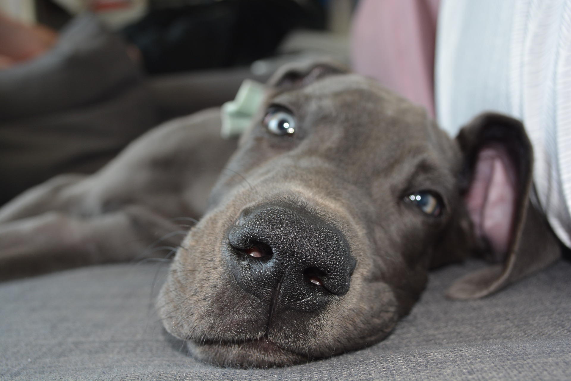 The Snuggliest Dog Breeds Ever Meet the 10 Most Affectionate Dogs