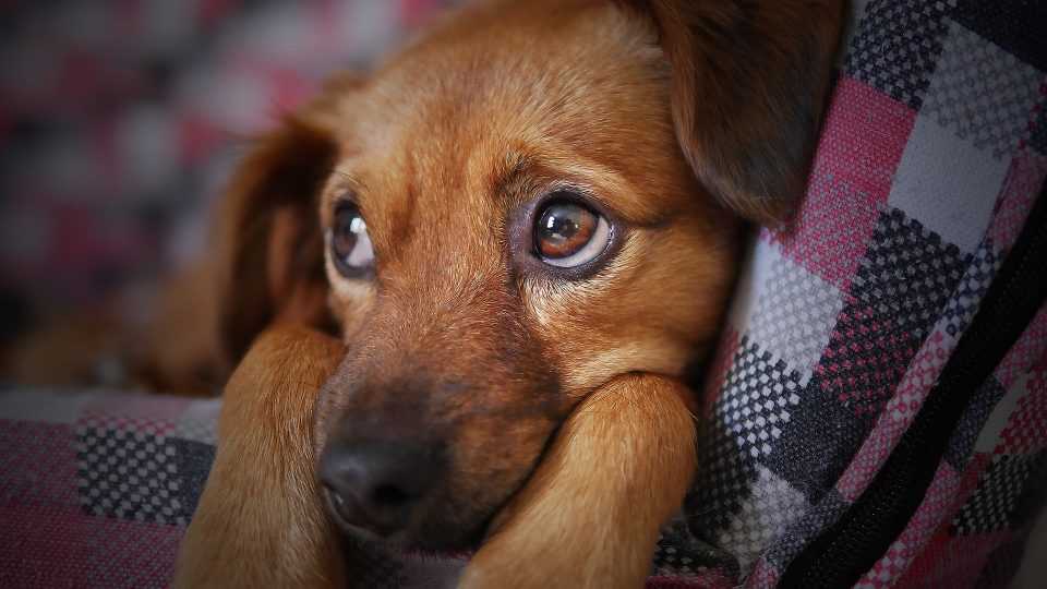 dachshund puppy looking cozy but sad for crate training