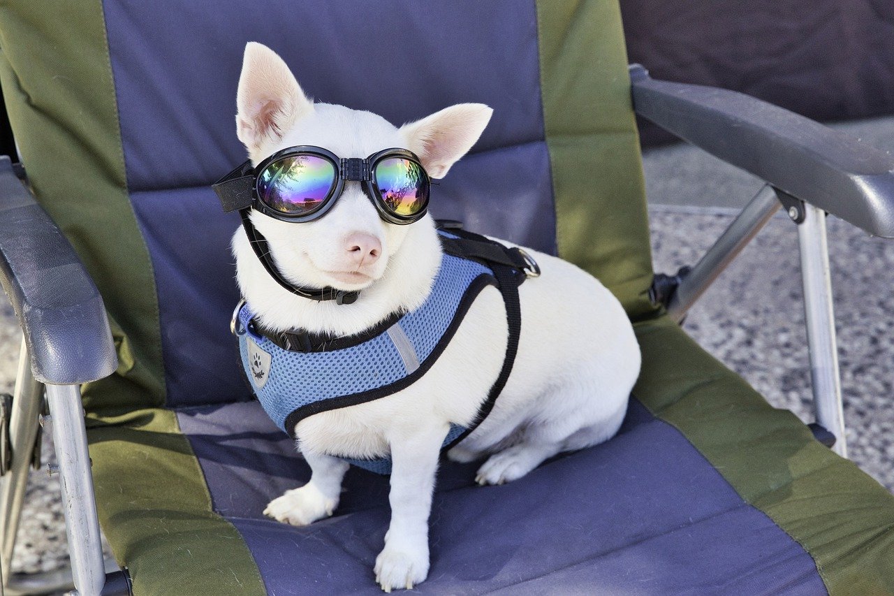 JJunLiM Small Dog Goggles Sunglasses Small Breeds Dogs 