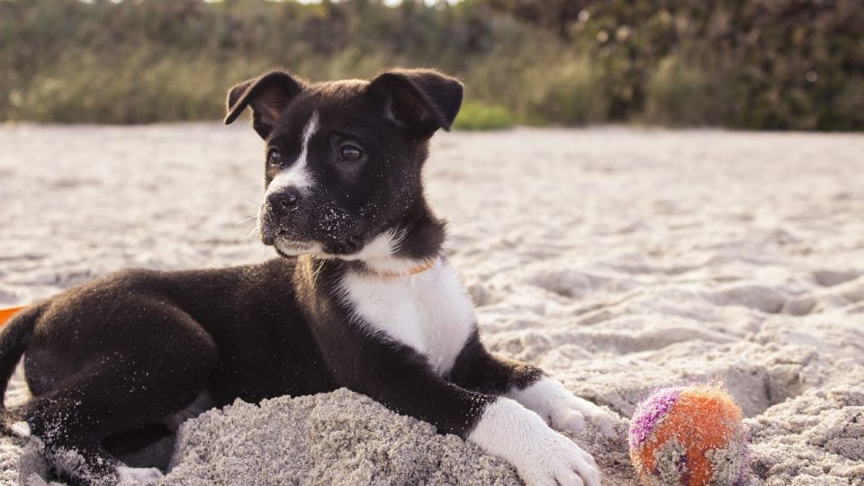 Puppy with ball on beach