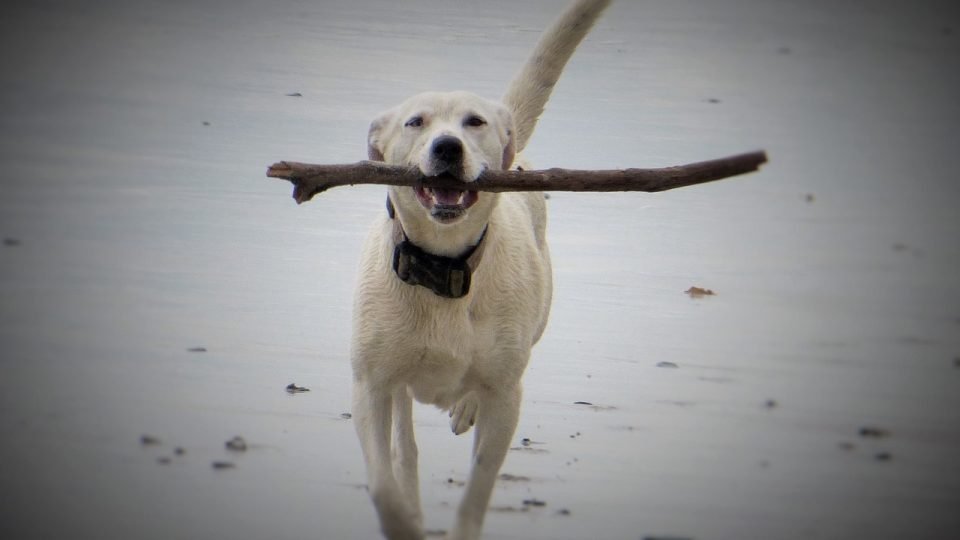 Image result for beach afternoon labrador