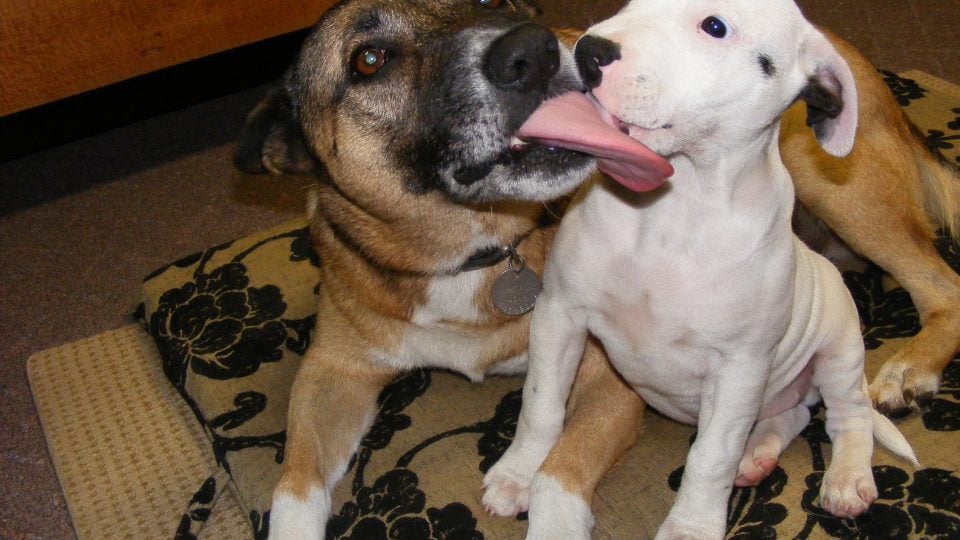 Big dog licking small dog