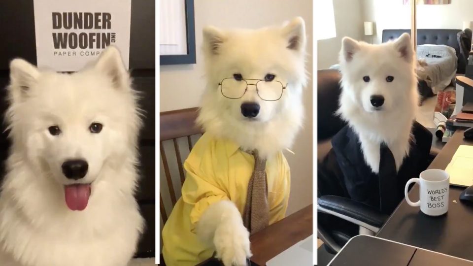 dog recreates intro of the office HERO