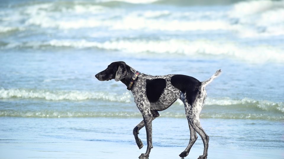 4 Top Dog Beaches In Fort Myers The People By Rover Local