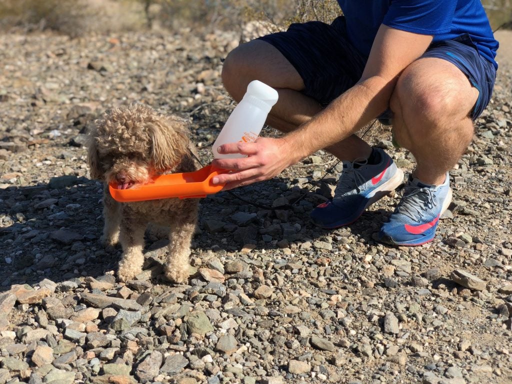 JoJo drinks from a dog water bottle, an essential for hiking with dogs