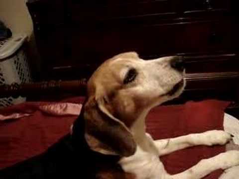 beagle puppy barking